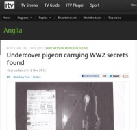 ITV Anglia / pigeon secret story